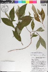 Miconia augustgrisebachii image