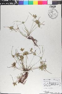 Cyperus compressus image