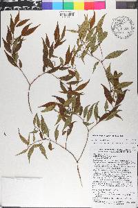Miconia miguelfuertesii image