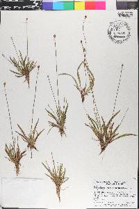 Xyris difformis image