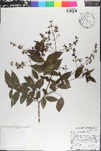 Turpinia occidentalis image