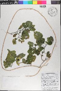 Physalis arenicola image