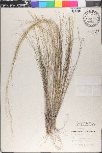 Stipa editorum image