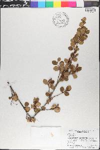 Betula nana image