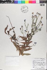 Cynoglossum amabile image