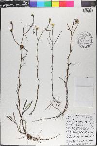 Symphyotrichum tenuifolium image