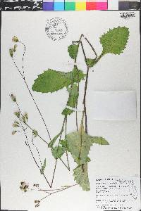 Emilia praetermissa image