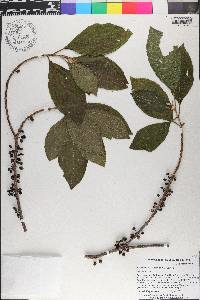 Zanthoxylum bifoliolatum image
