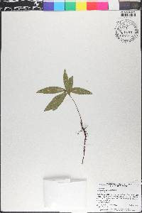 Quercus laurifolia image