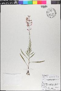 Liatris gracilis image
