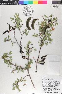 Senegalia roemeriana image