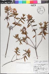 Rhododendron groenlandicum image