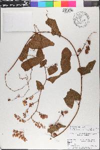 Antigonon leptopus image