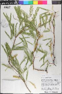 Prosopis velutina image
