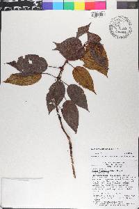 Miconia ruficaulis image