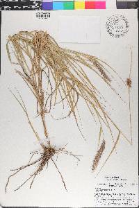 Pennisetum ciliare image