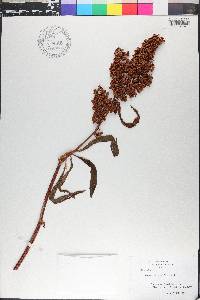Rumex verticillatus image