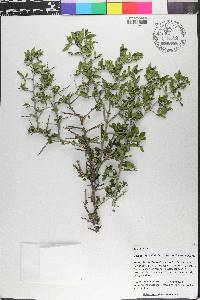 Sarcomphalus obtusifolius image