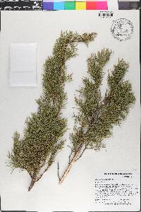 Juniperus gracilior image