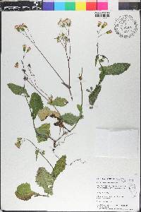 Emilia praetermissa image