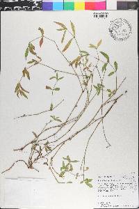 Alternanthera sessilis image
