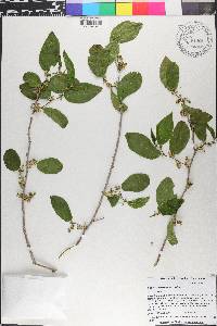 Celtis iguanaea image