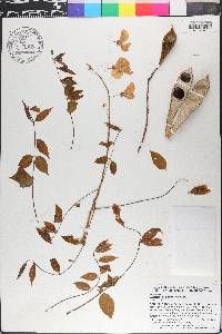 Wisteria floribunda image