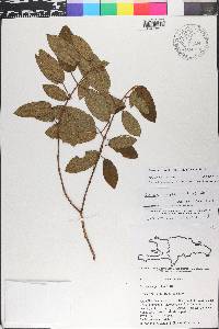 Miconia scalpta image