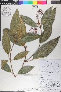 Miconia santanana image