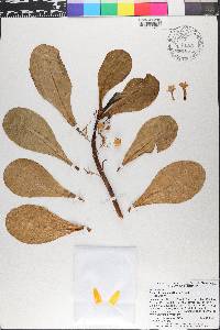 Scaevola taccada image
