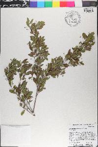 Crossopetalum rhacoma image