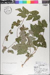 Ipomoea macrorhiza image