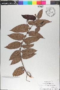 Trema micrantha image