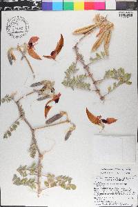 Swainsona formosa image