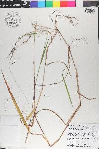Kellochloa verrucosa image