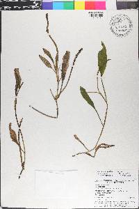 Potamogeton illinoensis image