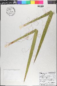 Yucca filamentosa image