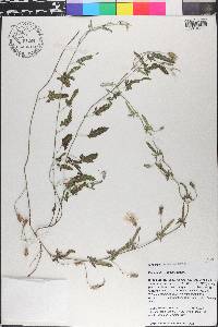 Convolvulus equitans image