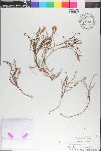 Astragalus obcordatus image