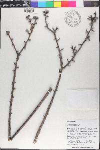 Jatropha dioica image