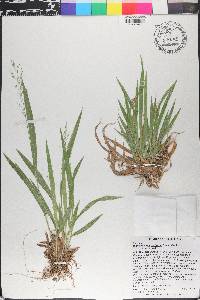 Dichanthelium laxiflorum image