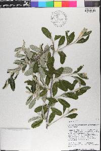 Sideroxylon lanuginosum image