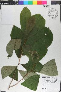 Asimina parviflora image