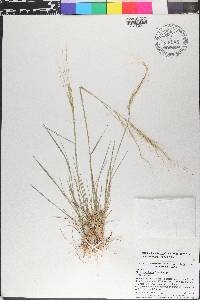 Nassella leucotricha image
