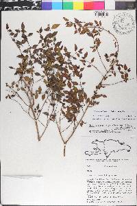 Miconia portoricensis image