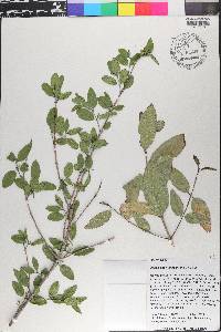 Karwinskia humboldtiana image