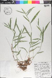 Dichanthelium villosissimum image