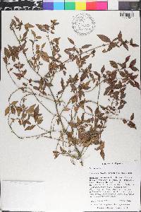 Miconia portoricensis image