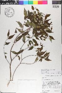 Miconia miguelfuertesii image