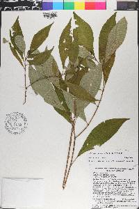 Miconia augustgrisebachii image